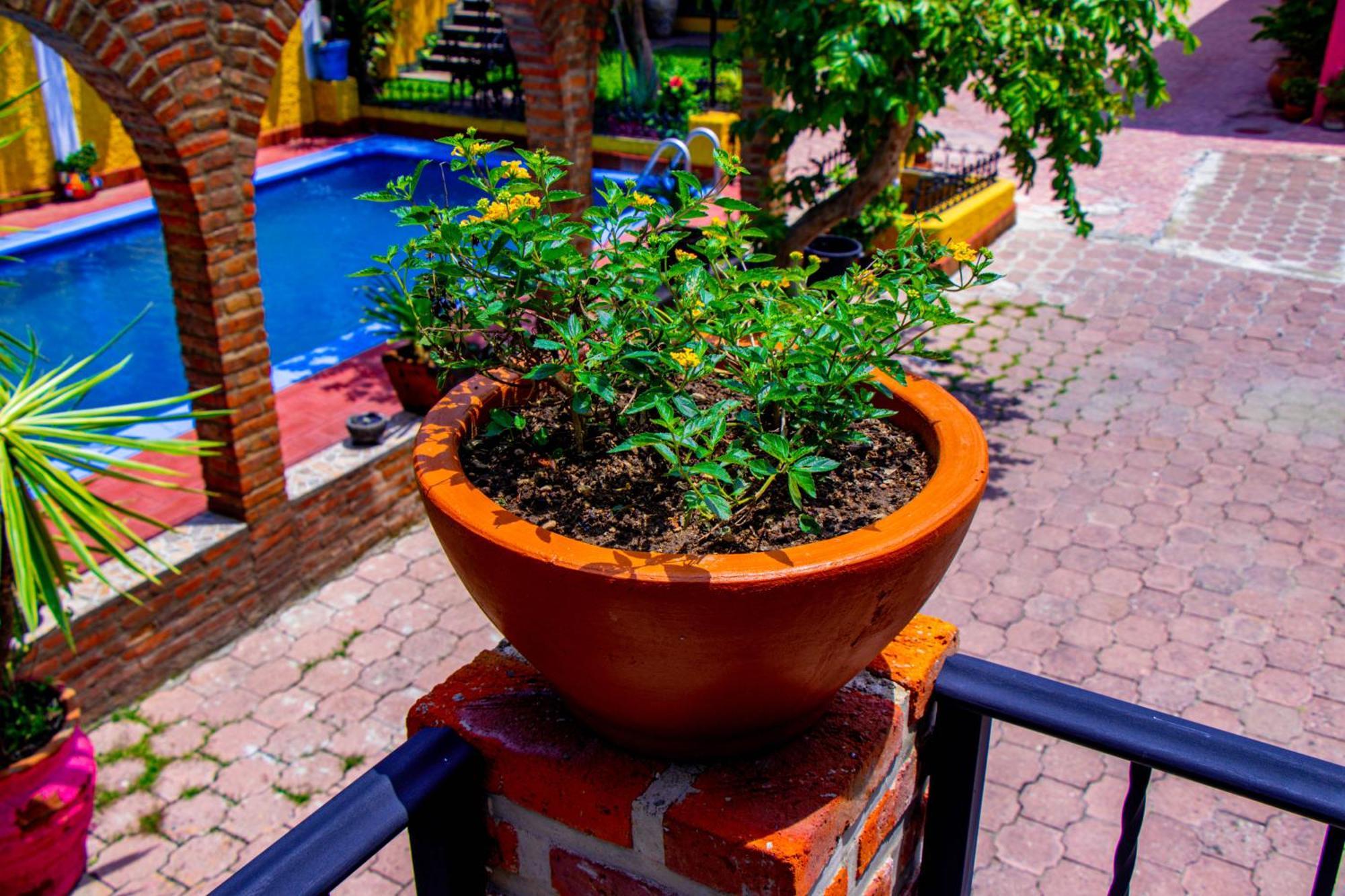 Posada Las Margaritas トラケパケ エクステリア 写真